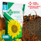 Насіння СОНЯШНИКА за цінами від виробника - фото № 7