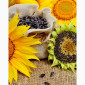 Акція !!! Насіння соняшника толерантний до гранстару + гербіцид у подарунок - фото № 2