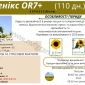 Насіння соняшника гібрид ФЕНІКС OR7+ - фото № 2