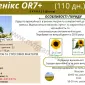 Насіння соняшника гібрид ФЕНІКС OR7+ - фото № 2