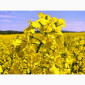 Насіння ЯРОГО ріпака гібрид Раудіс (РС) - фото № 1