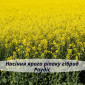Насіння ЯРОГО ріпака гібрид Раудіс (РС) - фото № 2