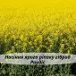 Насіння ЯРОГО ріпака гібрид Раудіс (РС) - фото № 2