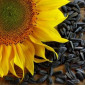 Куплю соняшник - фото № 1