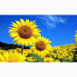 Соняшник Флоріан, класичний, Арт-Агро - фото № 1