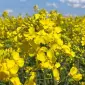 Насіння озимого ріпаку Майбах у продажу - фото № 1