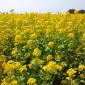 Насіння озимого ріпаку Редстоун для продажі - фото № 1