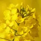Насіння озимого ріпаку Торус - середньоранній гібрид - фото № 1