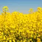 Насіння озимого ріпаку Грім для продажі - фото № 1