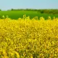 Насіння озимого ріпаку Блекстоун – продаж - фото № 1