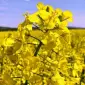 Насіння озимого ріпаку Чорний Велетень в продаже - фото № 1