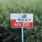 Насіння озимого ріпаку Араззо "RAGT" – продаж - фото № 1
