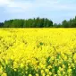 Насіння озимого ріпаку ДК Сіквел від виробника Декалб - фото № 1