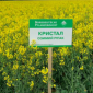 Насіння озимого ріпаку Кристал, Lembke - висока врожайність - фото № 1