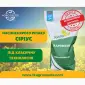 Насіння Ярого ріпаку гібрид Сіріус (БЕЗ ГМО!) в Києві - фото № 1