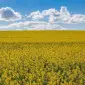 Насіння озимого ріпаку ДК Ексайтед (Декалб) в продаже - фото № 1