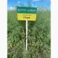 Продаж насіння озимого ріпаку Граф від виробника Заатбау - фото № 2