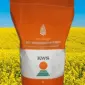 Насіння озимого ріпаку Гибрірок від виробника KWS - фото № 1