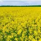 Насіння озимого ріпаку ДК Сеакс "Декалб (Dekalb)" - висока якість - фото № 1