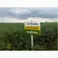 Насіння озимого ріпаку НК Технік від Сингента - фото № 2