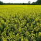 Продажа семян озимого рапса ДК Импортер "Декалб (Dekalb)" - фото № 1