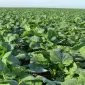 Насіння озимого ріпаку гібрид Маркус у продажу - фото № 1