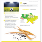 Насіння озимого ріпаку Торес - гібрид від Виробника «Сингента» (Syngenta) - фото № 2