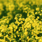 Насіння озимого ріпаку СІ Мартен «Сингента» (Syngenta) - фото № 2