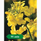 Ярий ріпак Аксель - фото № 1