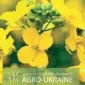 Насіння озимого ріпаку від відомих виробників - фото № 1