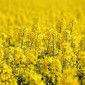 Семена озимого рапса Редстоун - фото № 1