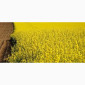 Семена озимого рапса СНЕЖНАЯ КОРОЛЕВА - фото № 1