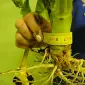 Продас СРОЧНО семена рапса MEDANA F 36 Канадский нано трансгенный озимый гибрид рапса - фото № 2
