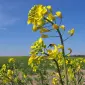 Насіння ріпаку Канадский нанотрансгенный гибрид - фото № 5