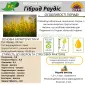 Насіння ЯРОГО ріпака - Раудіс (раундапостійкий) - фото № 1