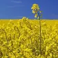 Насіння ЯРОГО ріпака - Раудіс (раундапостійкий) - фото № 2