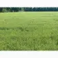 Насіння льону олійного Північна Зірка у продажу - фото № 4