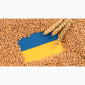 Скуповуємо Соняшник, Сою, Кукурудзу, Рапс ДОРОГО - фото № 1