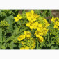 Куплю семена белой горчицы - фото № 1