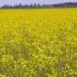 Горчица желтая оптом и в розницу - фото № 2