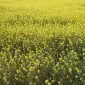 Семена горчицы на сидератные посевы оптом - фото № 1
