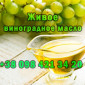 Продается свежевыжатое виноградное масло - фото № 1