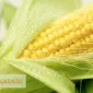 Мука кукурузная - фото № 2
