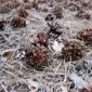 Хвойный опад Киев Хвоя для голубики Киев хвойная подстилка продажа Киев лесная подстилка - фото № 2