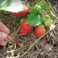 Хвойный опад Киев Хвоя для голубики Киев хвойная подстилка продажа Киев лесная подстилка - фото № 5