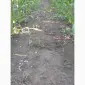Деструктор пожнивных остатков +удобрение для улучшения структуры и качества почвы - фото № 1