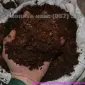 Перегной купить Стоянка Ирпень Перегной в мешках Киевская область - фото № 3