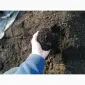 Грунт Чернозем в мешках Киевская область Конча заспа Чернозем Киев - фото № 10