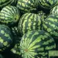 Планриз - биопрепарат для защиты растений от болезней - фото № 1
