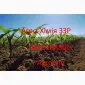 Інсектицид картопля инсектицид конфидор - фото № 1